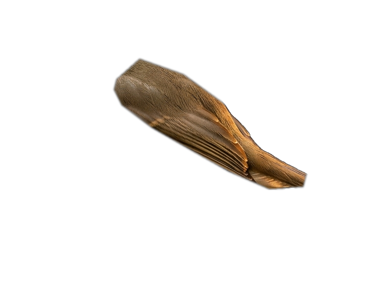 Măcăleandru — Aripă 3D